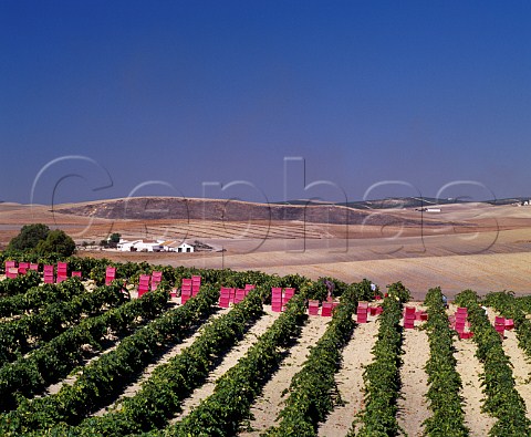 Harvesting Palomino Fino grapes in vineyard of Gonzalez Byass  Jerez Andaluca Spain Sherry