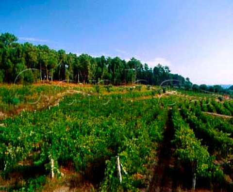Vineyard near Sao Gemil south of Viseu Portugal    Dao