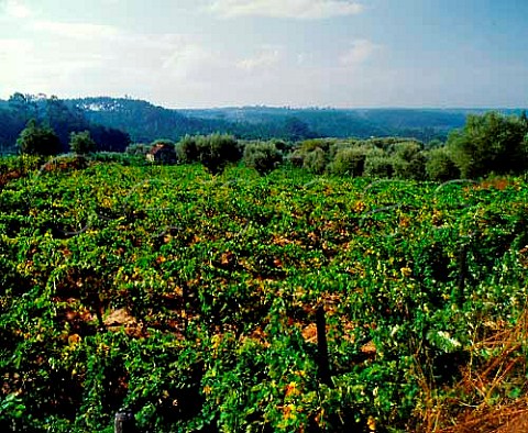 Vineyard and olive grove near Beijs   south of Viseu Portugal  Dao
