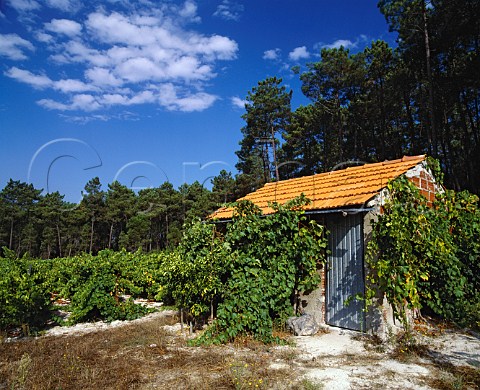Hut in vineyard near Beijs south of Viseu   Portugal Dao