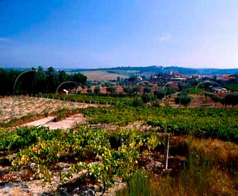 Vineyard at Aguieira south of Viseu Portugal   Dao
