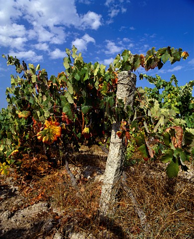 Granite post in vineyard at Aguieira   south of Viseu Portugal    Dao