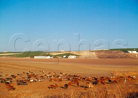 Goats grazing in harvested field near Jerez   Andaluca Spain Sherry