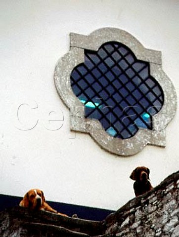 Dogs at Quinta do Crasto   Ferrao Portugal   Douro  Port