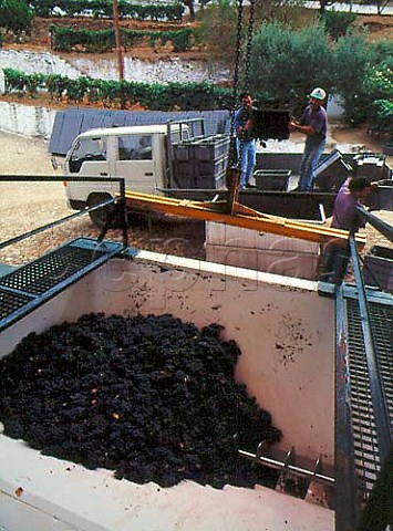Grapes arriving at Taylors Quinta de Vargellas   high in the Douro valley east of Pinhao Portugal    Port