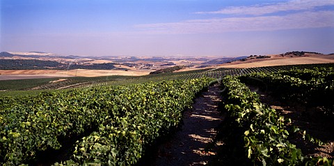 The Gibalbin vineyard of Antonio Barbadillo Gibalbin Andalucia Spain  