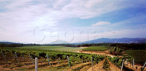Alvarinho vineyard of Bodega Lagar de Fornelos   Rosal Galicia Spain   Rias Baixas