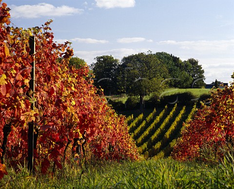 Autumnal Dornfelder vineyard at   Denbies Vineyards Dorking Surrey England