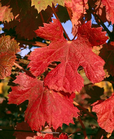 Autumnal Dornfelder leaves at   Denbies Vineyards Dorking Surrey England