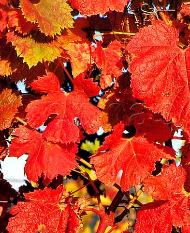 Autumnal Dornfelder leaves at   Denbies Vineyards Dorking Surrey England