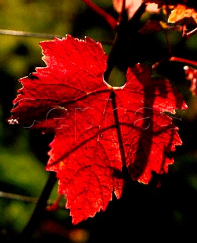 Autumnal Dornfelder leaf at   Denbies Vineyards Dorking Surrey England