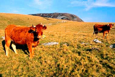 Cows on the Massif du Sancy   PuydeDome France Auvergne