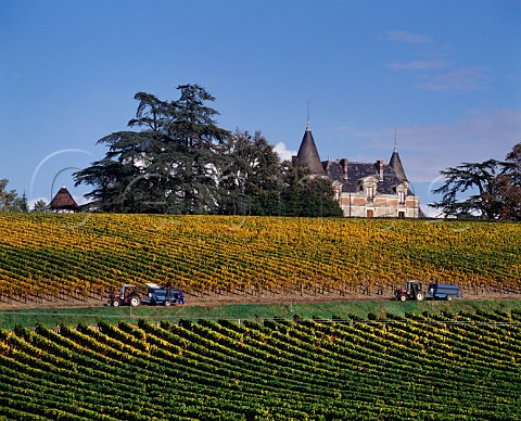 Harvesting in vineyard of Chteau de Rayne Vigneau Bommes Gironde France    Sauternes  Bordeaux