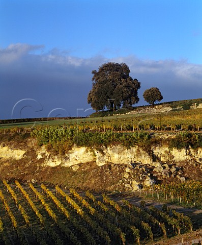 Vineyards of Chteau PavieDecesse showing a profile of the limestone soil Stmilion Gironde   France   Saintmilion  Bordeaux
