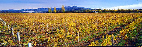 Vineyard of Cellier Le Brun   Marlborough New Zealand