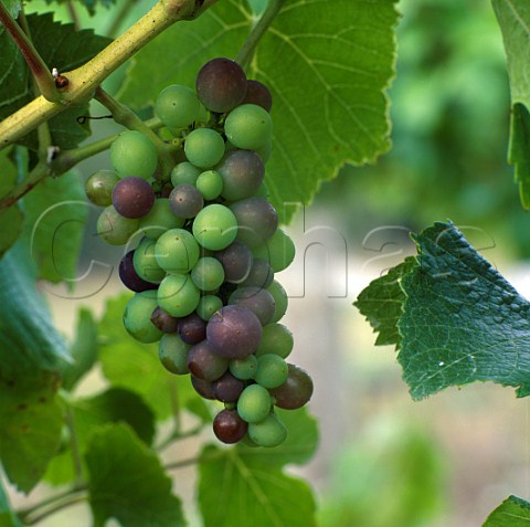 Pinot Noir grapes at commencement of veraison    Marlborough New Zealand
