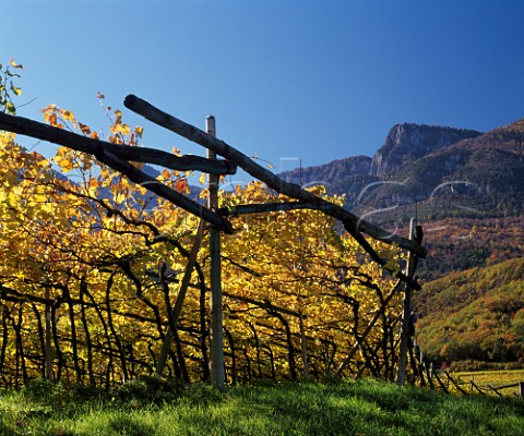 Autumnal vines near Caldaro Alto Adige Italy   Caldaro DOC