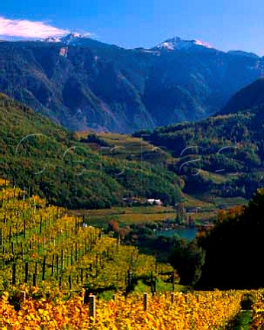 Autumnal vines above Lago di Caldaro   Alto Adige Italy      Caldaro DOC
