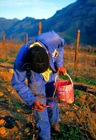 Sealing vines after winter pruning in   vineyard of Neil Ellis Wines   Stellenbosch South Africa