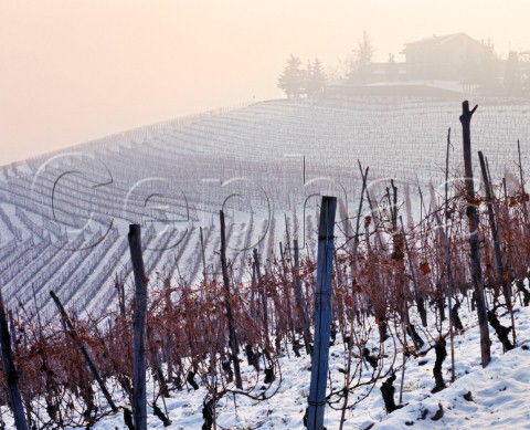 Ghiga vineyard in the snow Barbaresco Piemonte Italy