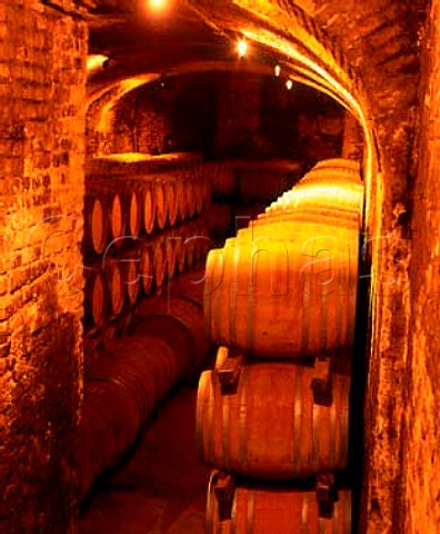 Barriques in the cellars of Pio Cesare  Alba Piemonte Italy