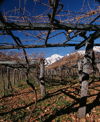 Early winter in the vineyards at La Salle   ValledAosta Italy  Morgex et La Salle