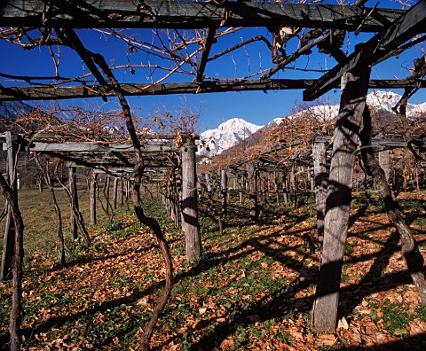 Early winter in the vineyards at La Salle Valle   dAosta Italy  Morgex et La Salle