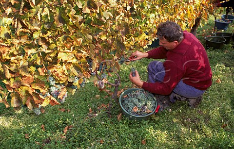 Harvesting Silvaner grapes in vineyard   of Castell Domaenenamt Franken   Germany   Grosslage Herrenberg