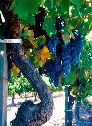 50year old Zinfandel vine of Saucelito Canyon   Vineyards San Luis Obispo Co California  Arroyo Grande AVA
