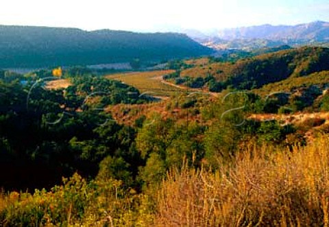 Saucelito Canyon Vineyards specialise in   dryfarmed Zinfandel from very old vines  San Luis Obispo Co California  Arroyo Grande AVA