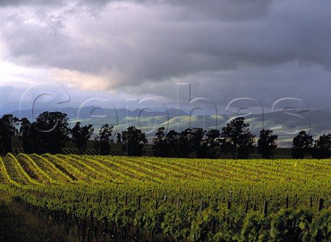 Santa Maria Hills Vineyard with the San Rafael   Mountains beyond Santa Barbara Co California  Santa Maria Valley AVA