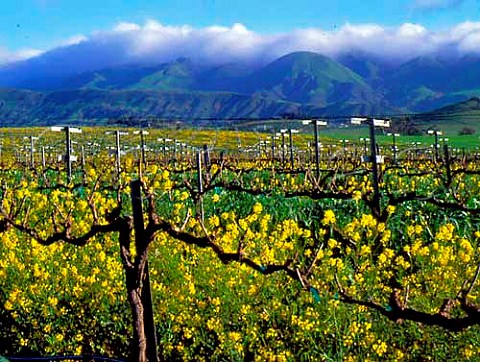 Mustard blooming in vineyard in the Edna Valley   home to Southcorps Seven Peaks brand  San Luis Obispo Co California Edna Valley AVA
