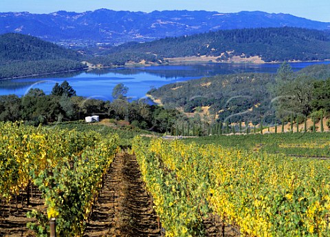Bryant Family Vineyards above Lake Hennessy   Pritchard Hill Napa Co California  Napa Valley