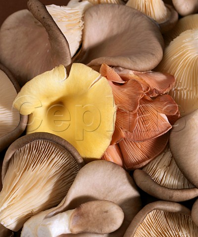 Mixed Oyster mushrooms
