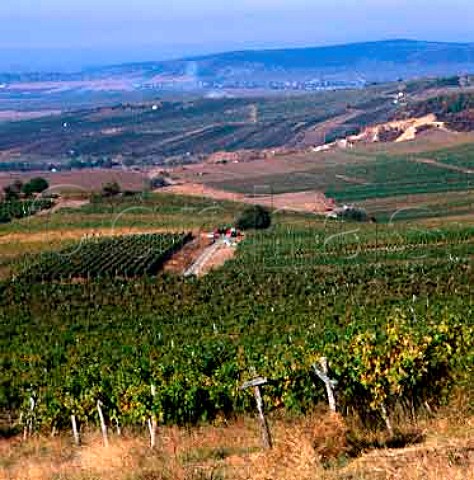 Vineyards on Kiraly Hegy Kings Hill at Md   Hungary   Tokay