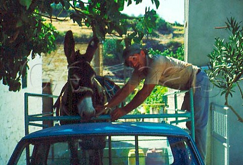 Donkey being taken to the vineyard   Arsos Cyprus