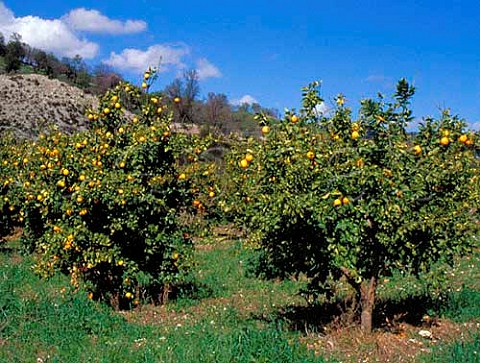 Orange grove at Episkopi near Paphos Cyprus