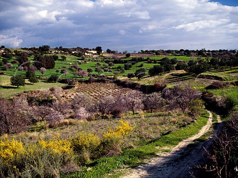 Spring blossom on almond trees around vineyard near   Drousia Paphos District Cyprus