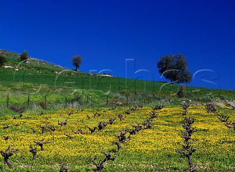 Early spring flowers in vineyard near Kannaviou   Paphos District Cyprus
