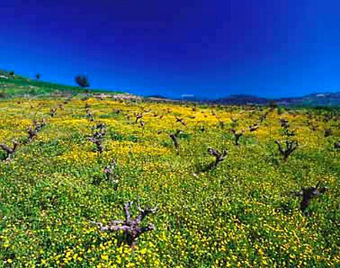 Early spring flowers in vineyard near Kannaviou   Paphos District Cyprus
