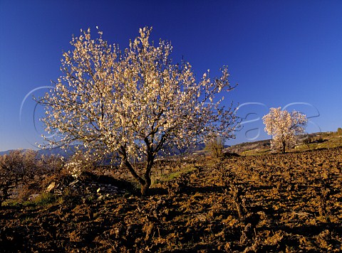 Almond blossom in the early spring in vineyard near   Agios Nikolaos on the southwest slopes of the   Troodos Mountains Paphos District Cyprus