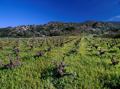 Vineyard in the early spring at Fasoula in the   Diarizos Valley Paphos Disrict Cyprus