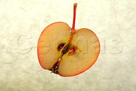 Half a Starking apple