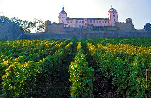 Am Stein vineyard below Festung   Marienberg castle Wrzburg Germany  Franken
