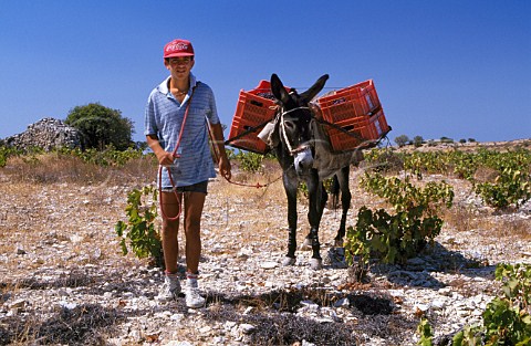Donkey power during the grape harvest   Arsos Limassol district Cyprus
