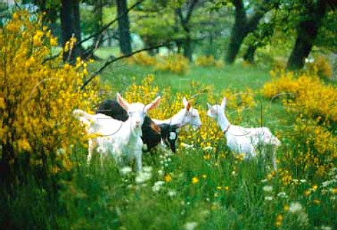 Goats feeding on gorse bushes    Ardche France 