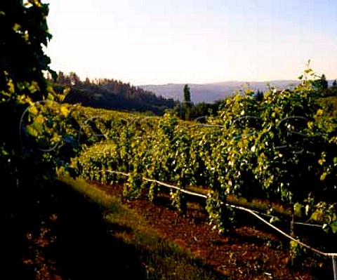 Sauvignon Blanc vineyard of Lava Cap Winery  Placerville El Dorado Co California    El Dorado AVA  Sierra Foothills