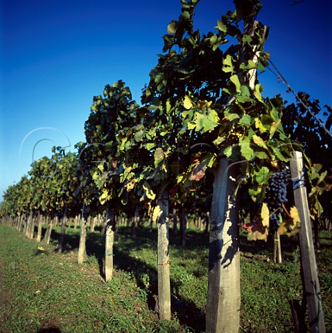 Blaufrnkisch grapes in vineyard Rust Burgenland   Austria   NeusiedlerseeHgelland