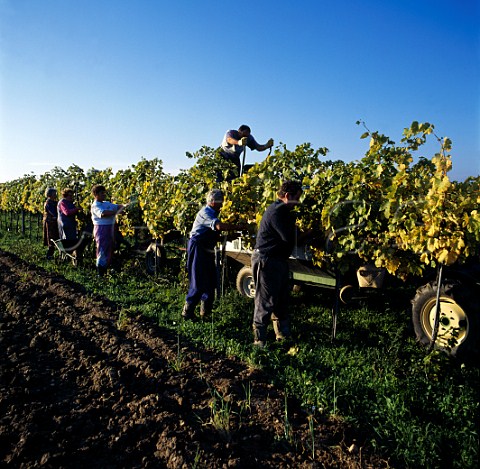 Harvesting in vineyard near Rust Burgenland   Austria   NeusiedlerseeHgelland