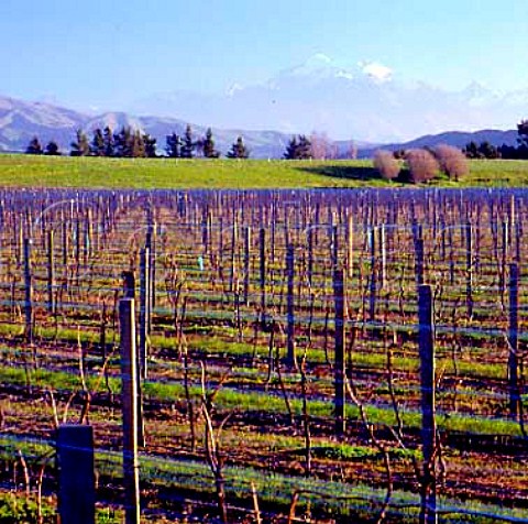 Seddon Vineyards of Villa Maria in the   Awatere Valley Marlborough New Zealand